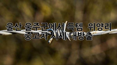 울산 울주군에서 득템?! 🚗 위양리 중고차 시세 대방출!