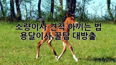 📦 소량이사 견적 아끼는 법! 용달이사 꿀팁 대방출 🍯