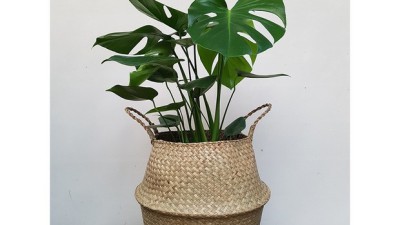 🌿 득템 찬스! 라탄몬스테라 솔직 후기 & 꿀팁 대방출! 💚
